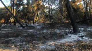 Polemiche sull’incendio nella Pineta Dannunziana: "Uso improprio dei vigili del fuoco"