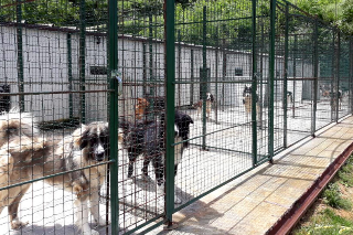 Canile di Spoltore, progetto a rischio: scontro politico sul futuro della struttura