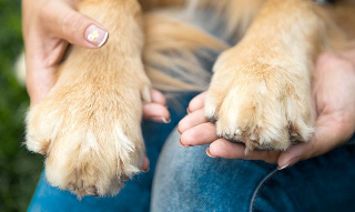 Abbateggio, via libera alla tumulazione degli animali d’affezione accanto ai proprietari
